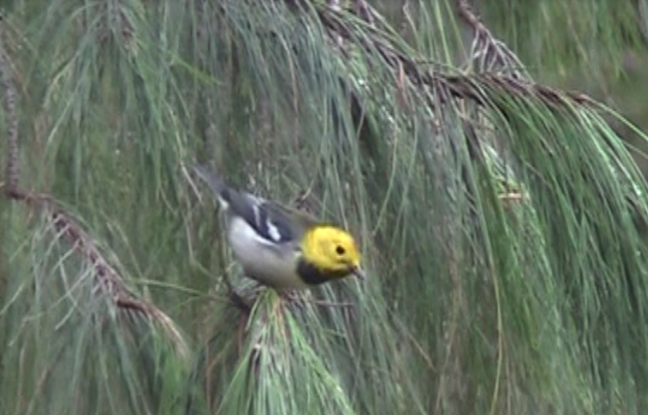 barnålparula - ML99444781
