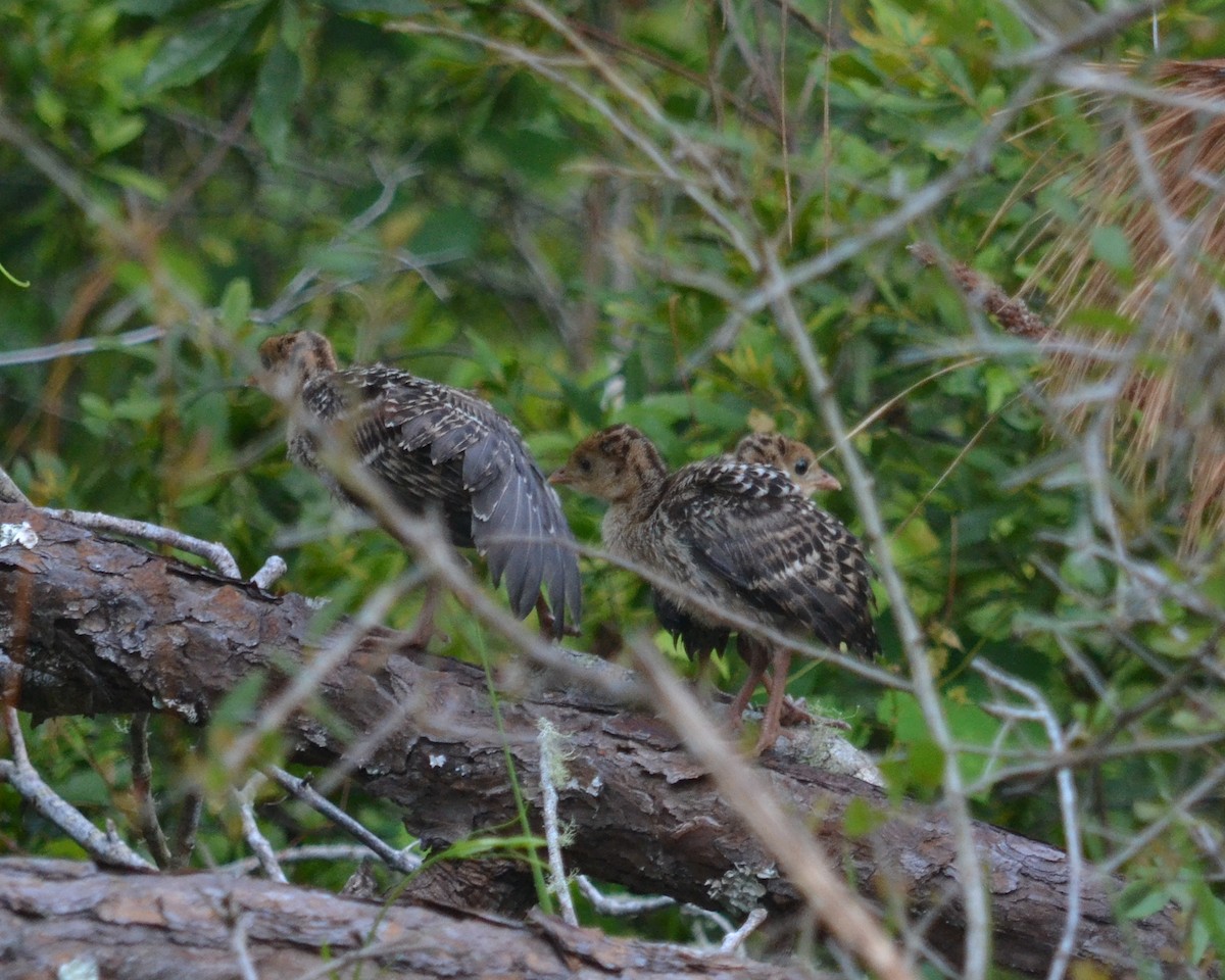 Wild Turkey - ML99445501