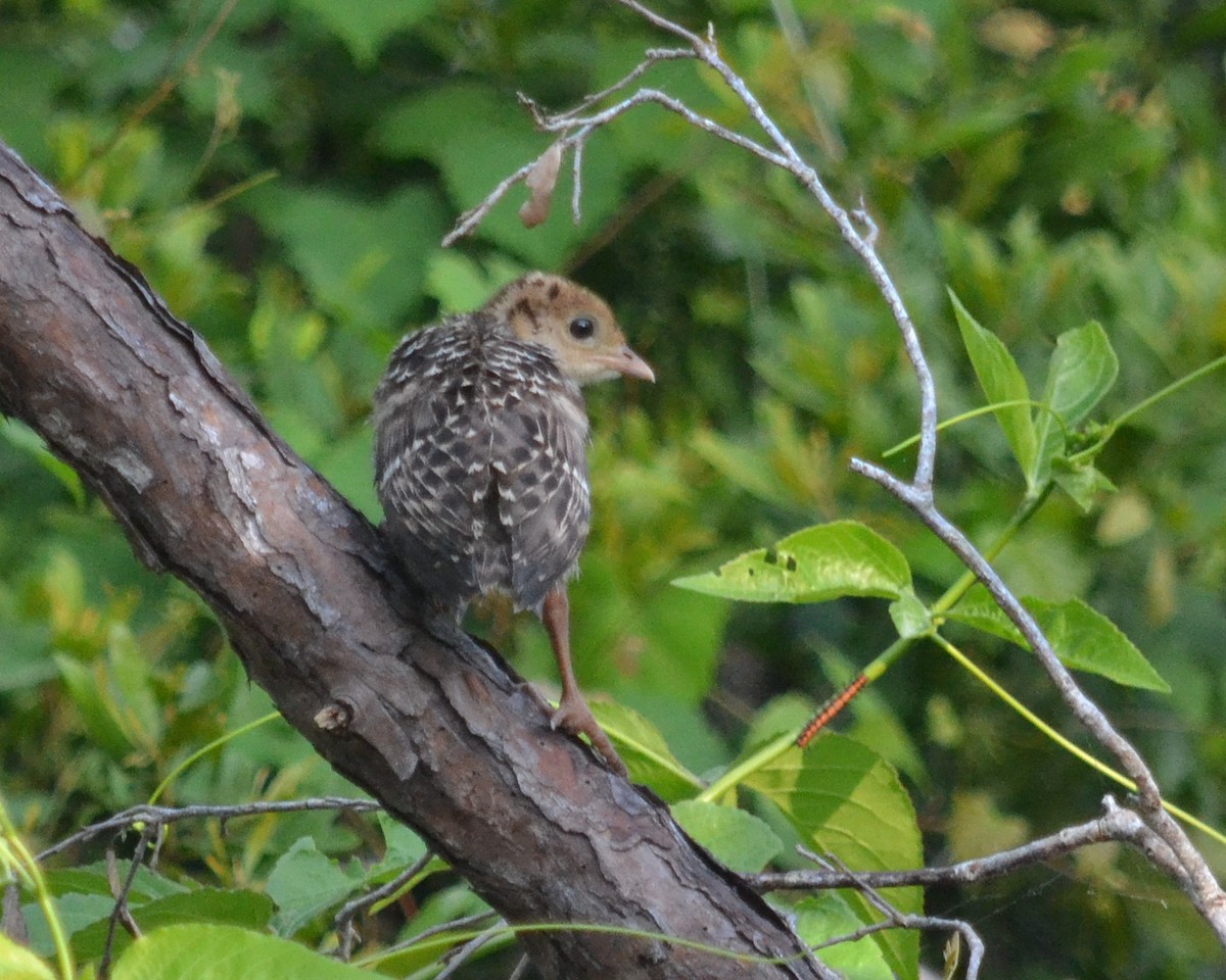 Guajolote Gallipavo - ML99445571