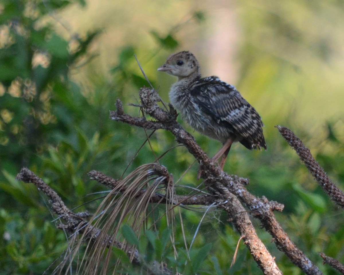 Guajolote Gallipavo - ML99445601