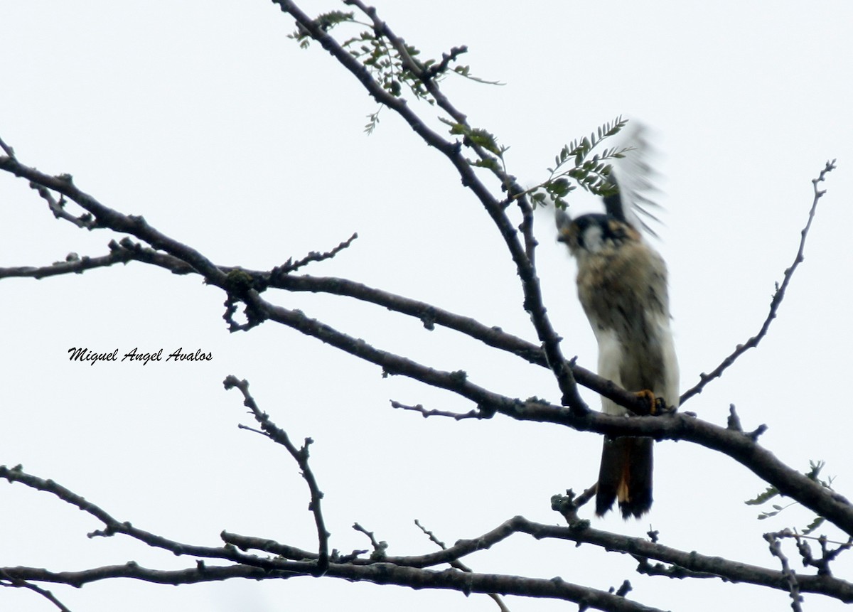 American Kestrel - ML99446071