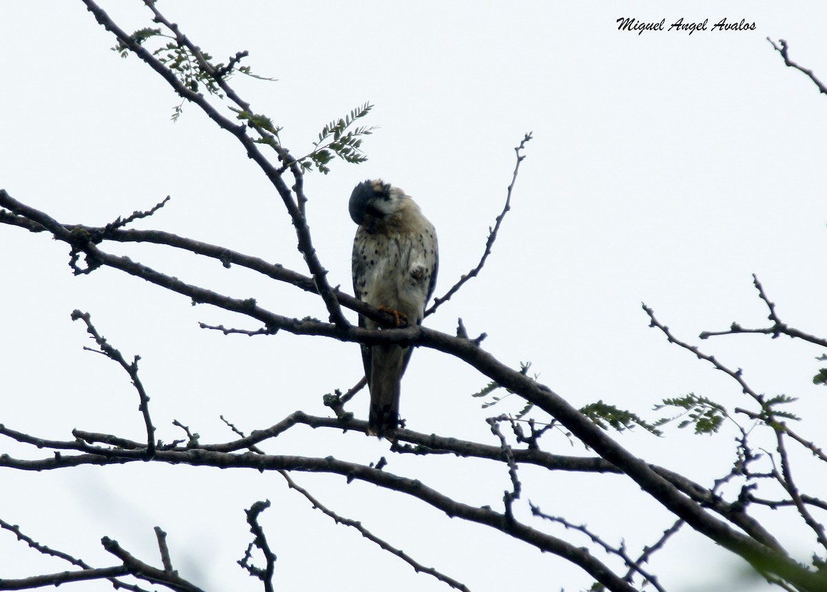 American Kestrel - ML99446111