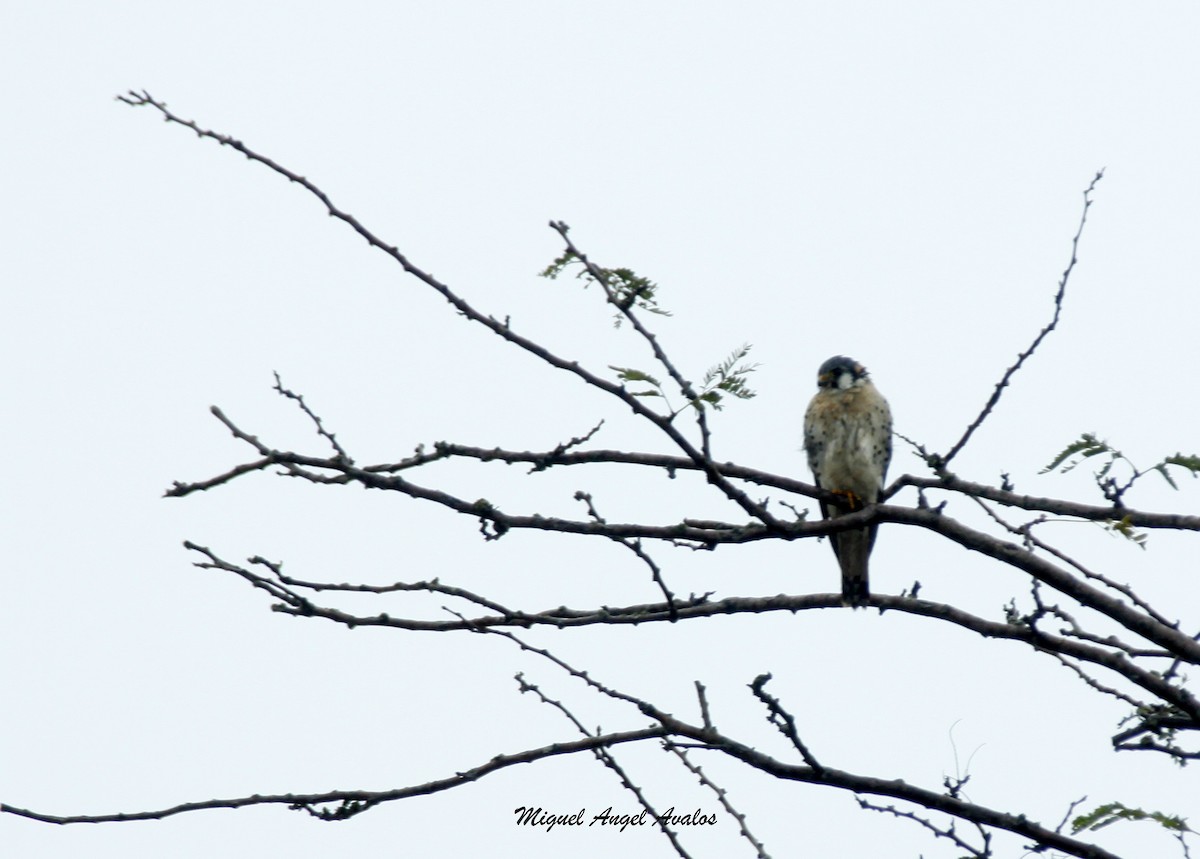 American Kestrel - ML99446141