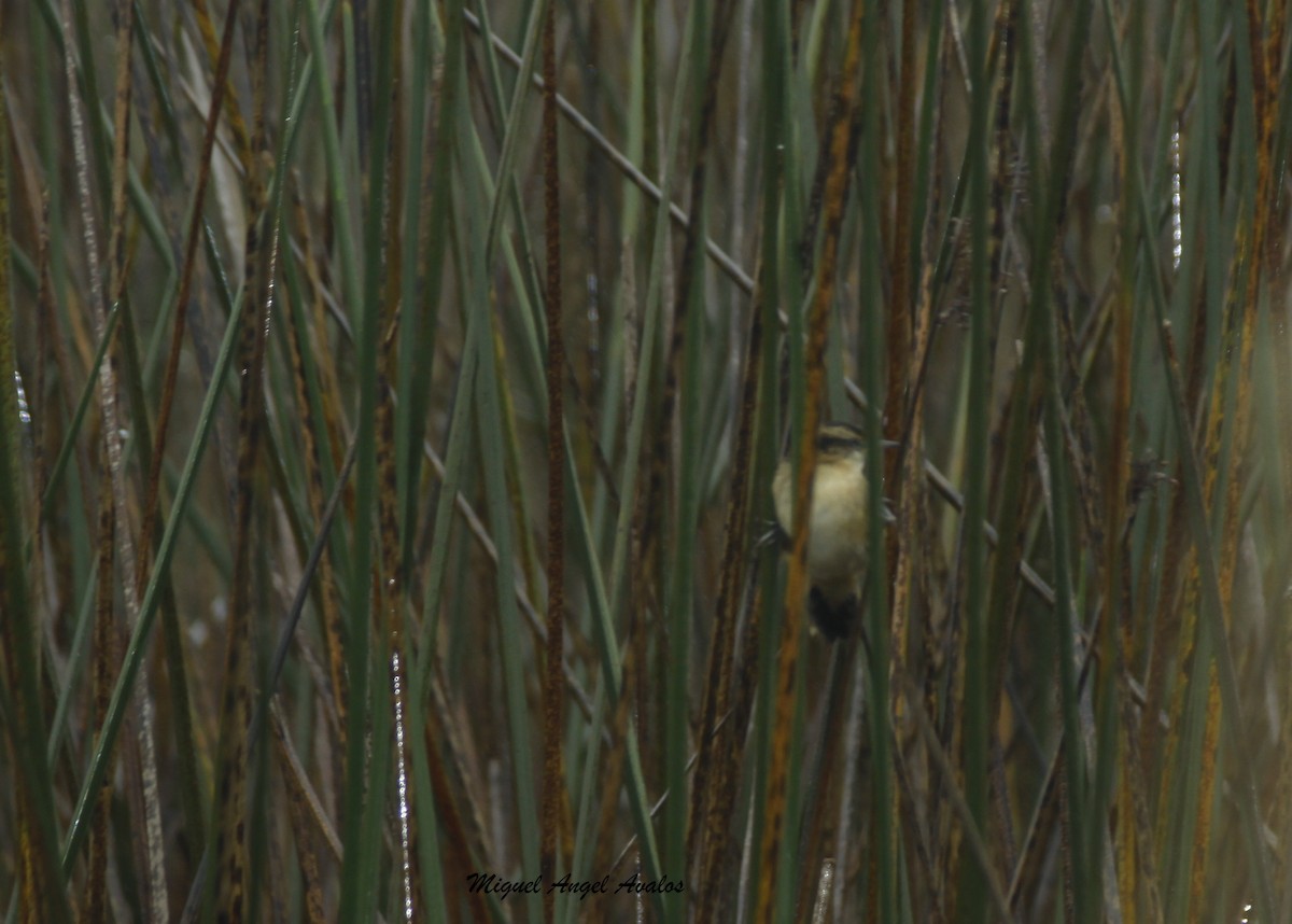 Wren-like Rushbird - ML99446341