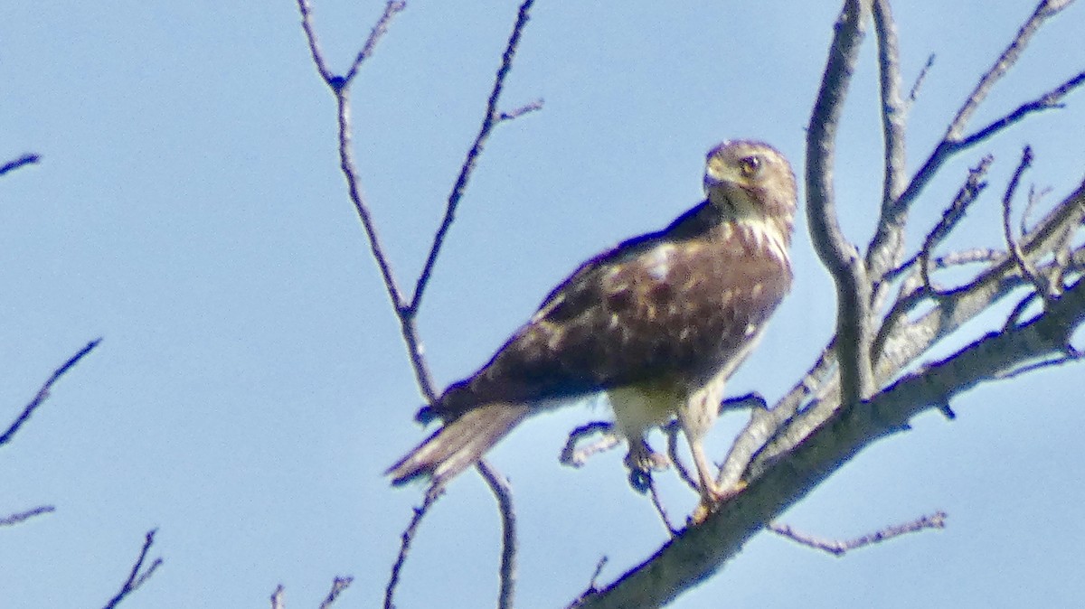 Broad-winged Hawk - John Landon