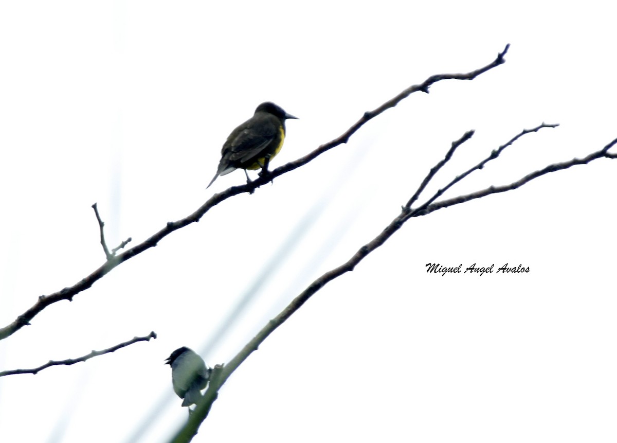 Brown-and-yellow Marshbird - ML99447021