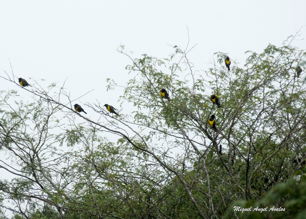 Brown-and-yellow Marshbird - ML99447161