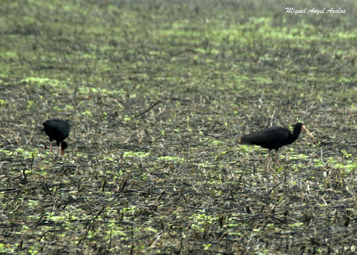 Bare-faced Ibis - ML99447441