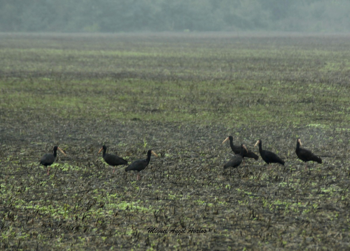 Bare-faced Ibis - ML99447491