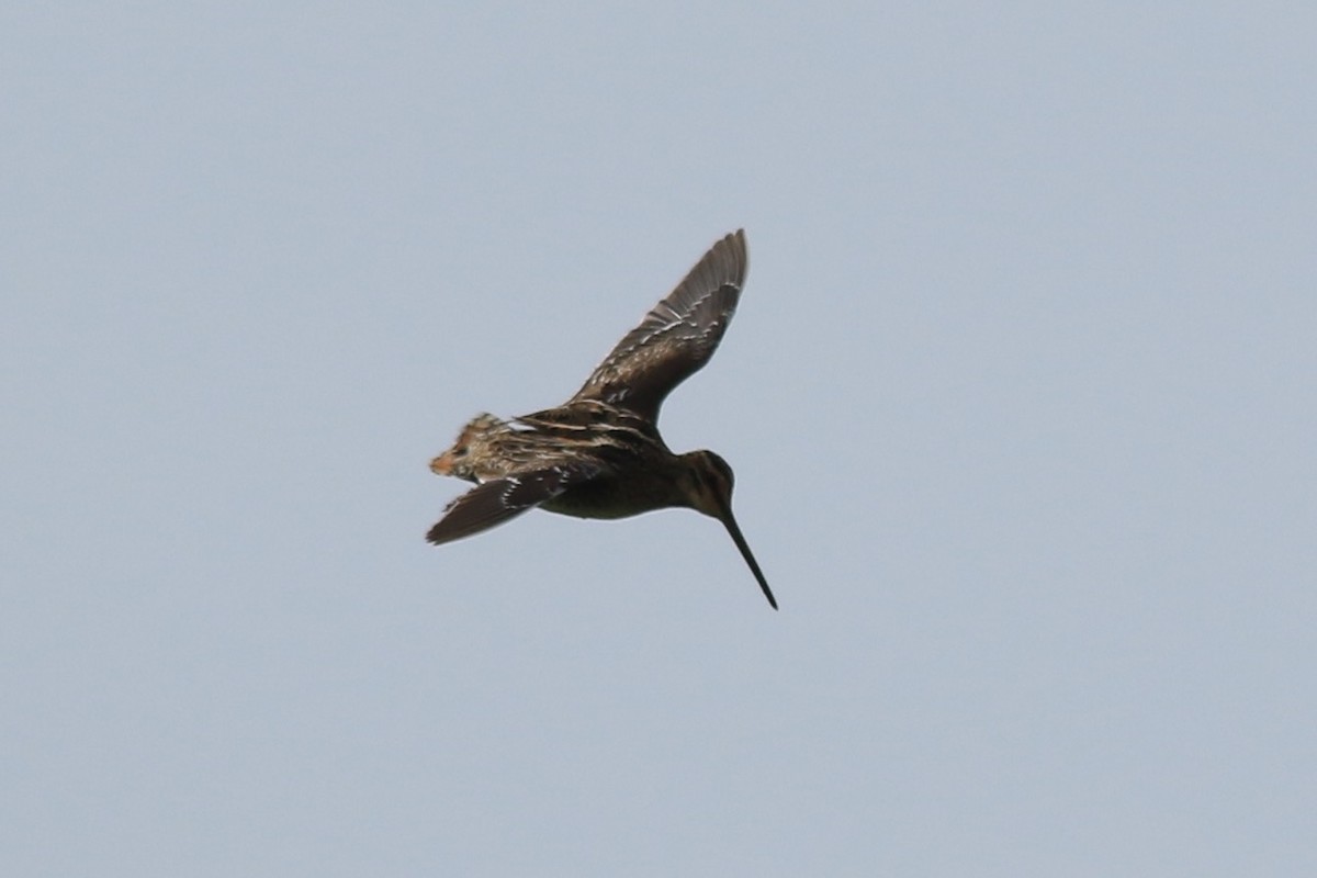 Wilson's Snipe - ML99447671