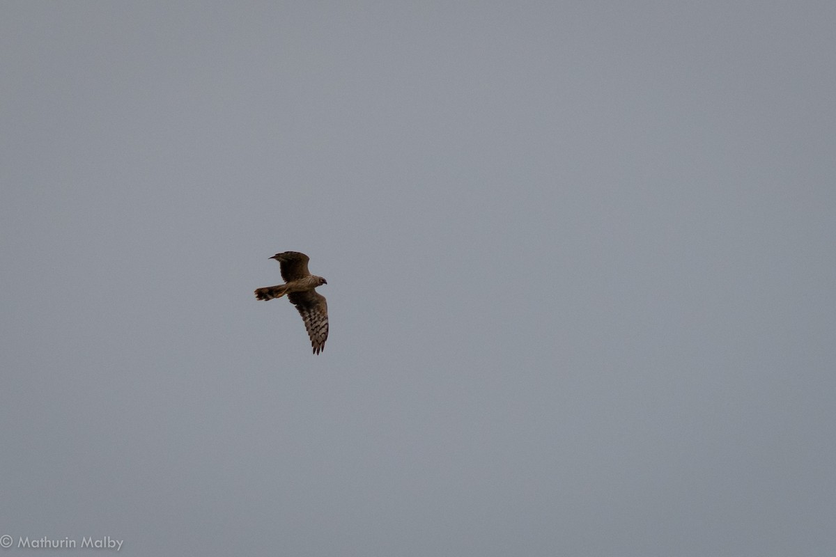 Hen Harrier - Mathurin Malby