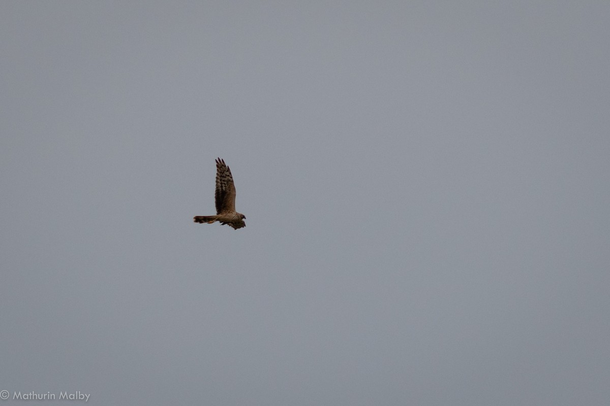 Hen Harrier - Mathurin Malby