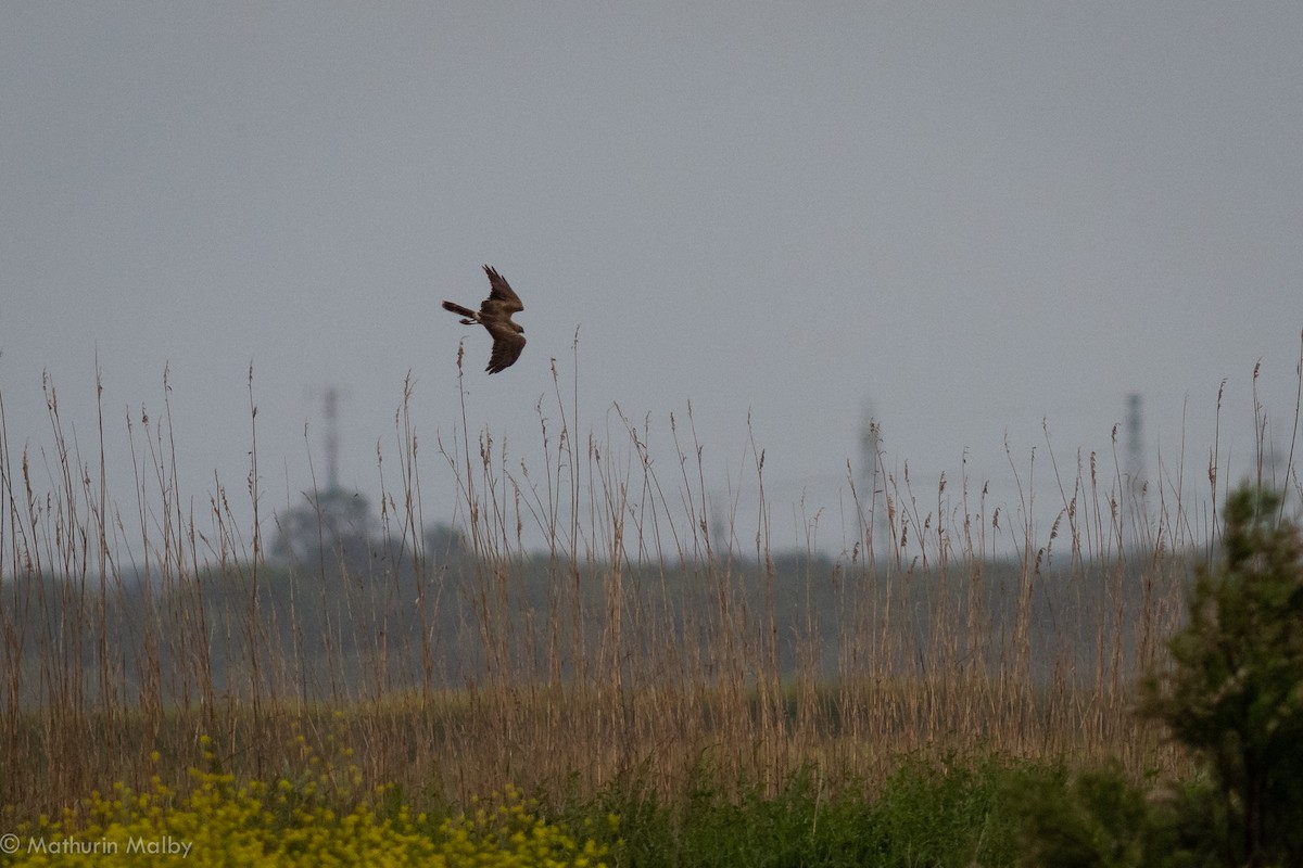 Hen Harrier - Mathurin Malby