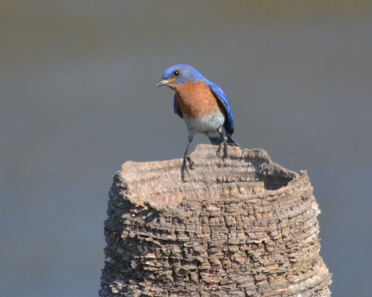 Eastern Bluebird - ML99449681