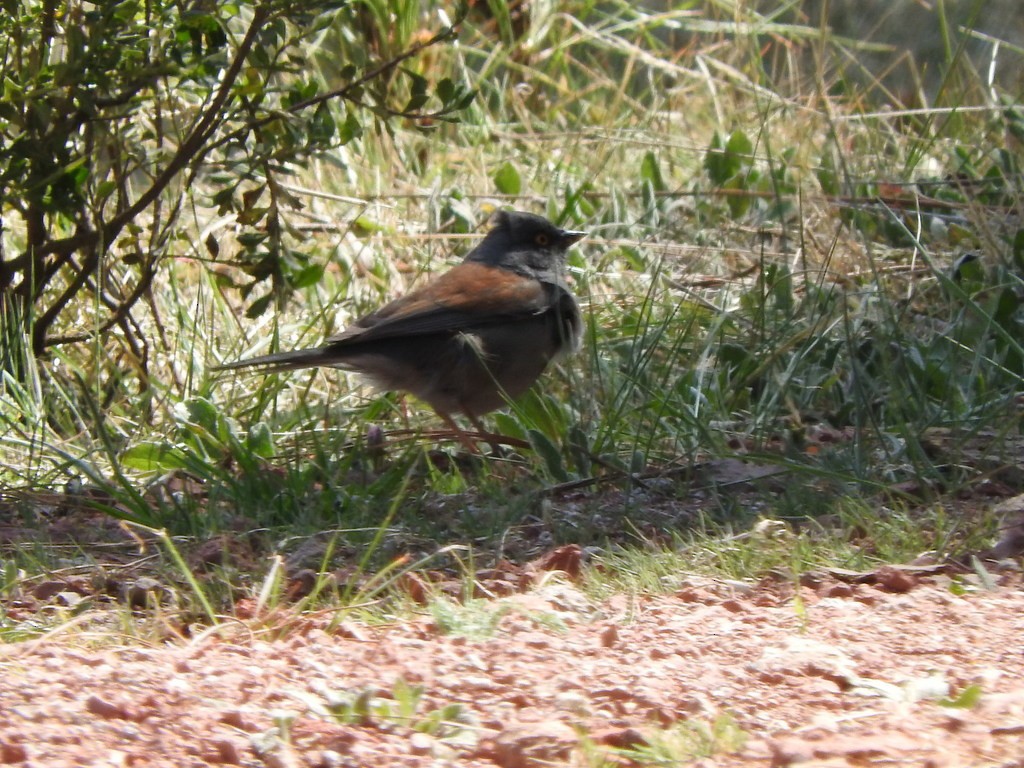 guløyejunko - ML99451181
