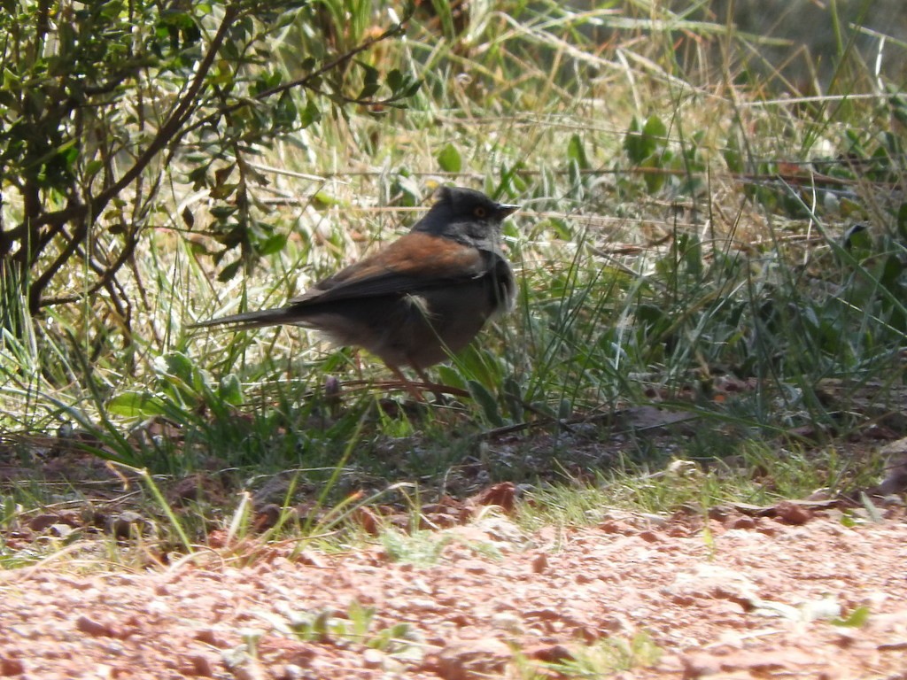 Junco Ojilumbre - ML99451181