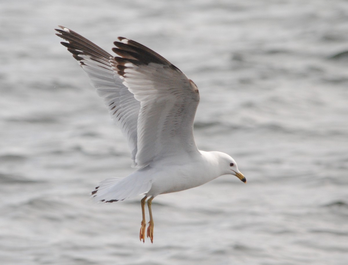 Ring-billed Gull - ML99452061