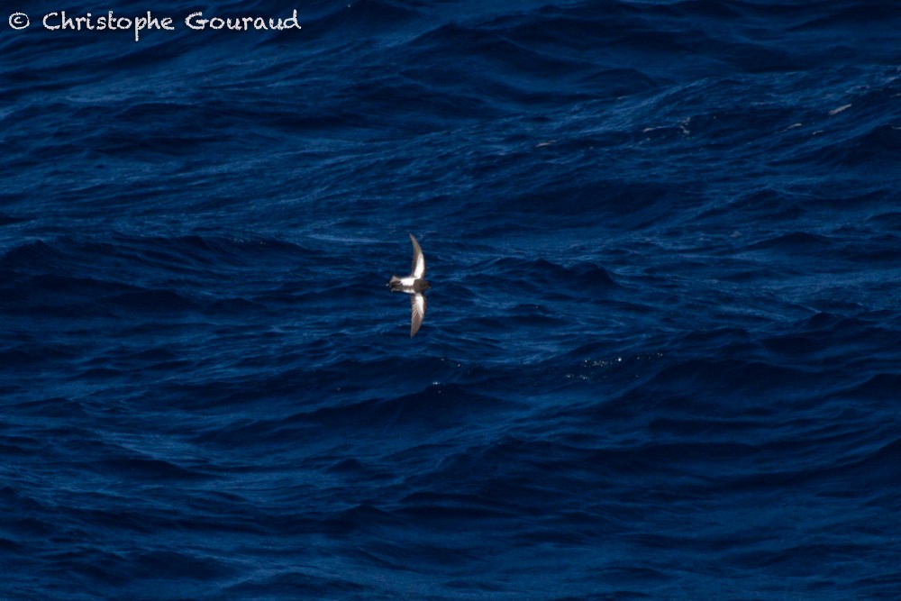 Black-bellied Storm-Petrel - ML99452971