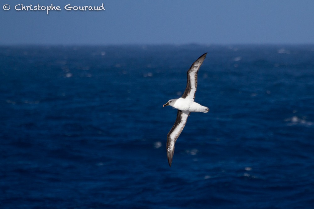 Gray-headed Albatross - Christophe Gouraud
