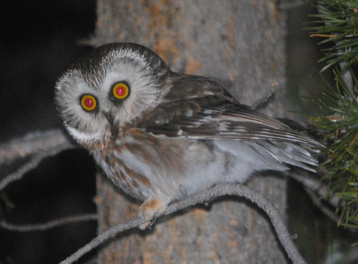 Northern Saw-whet Owl - ML99453461