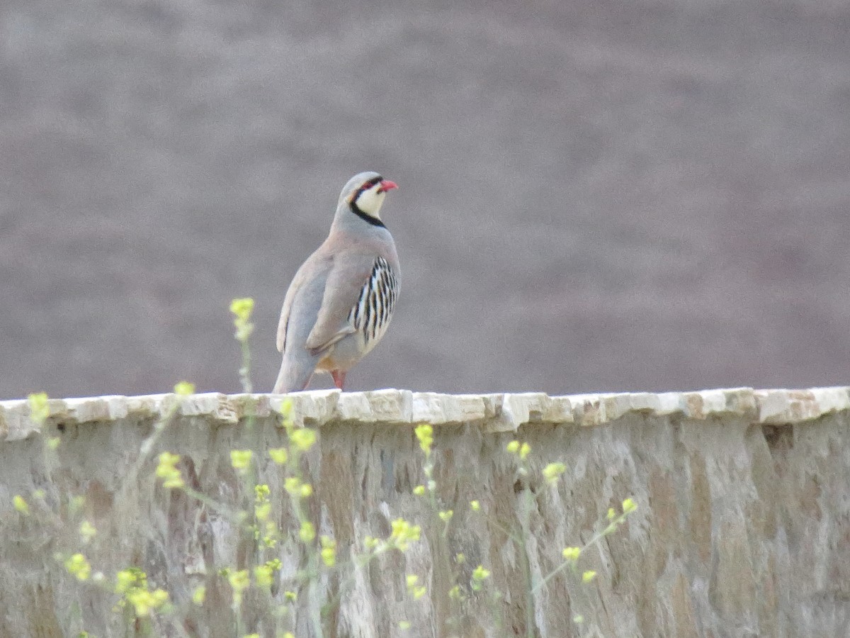 Chukar - ML99453681