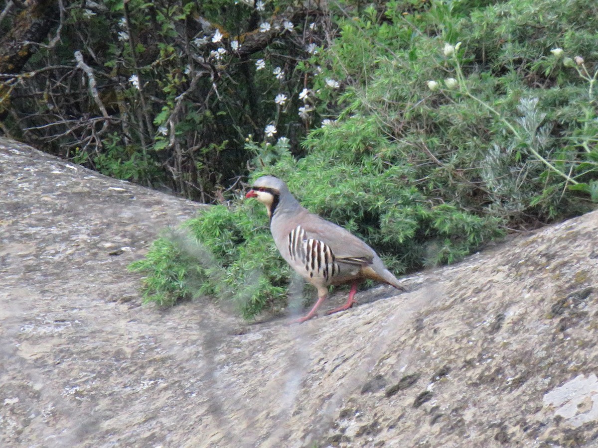 Chukar - ML99453701