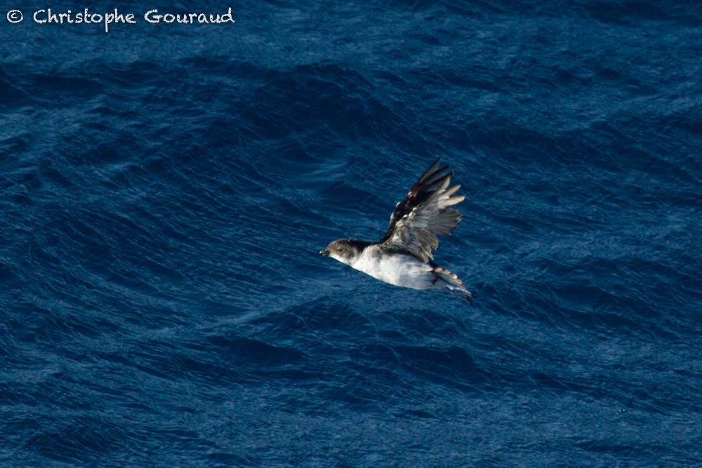 Common Diving-Petrel - ML99453751