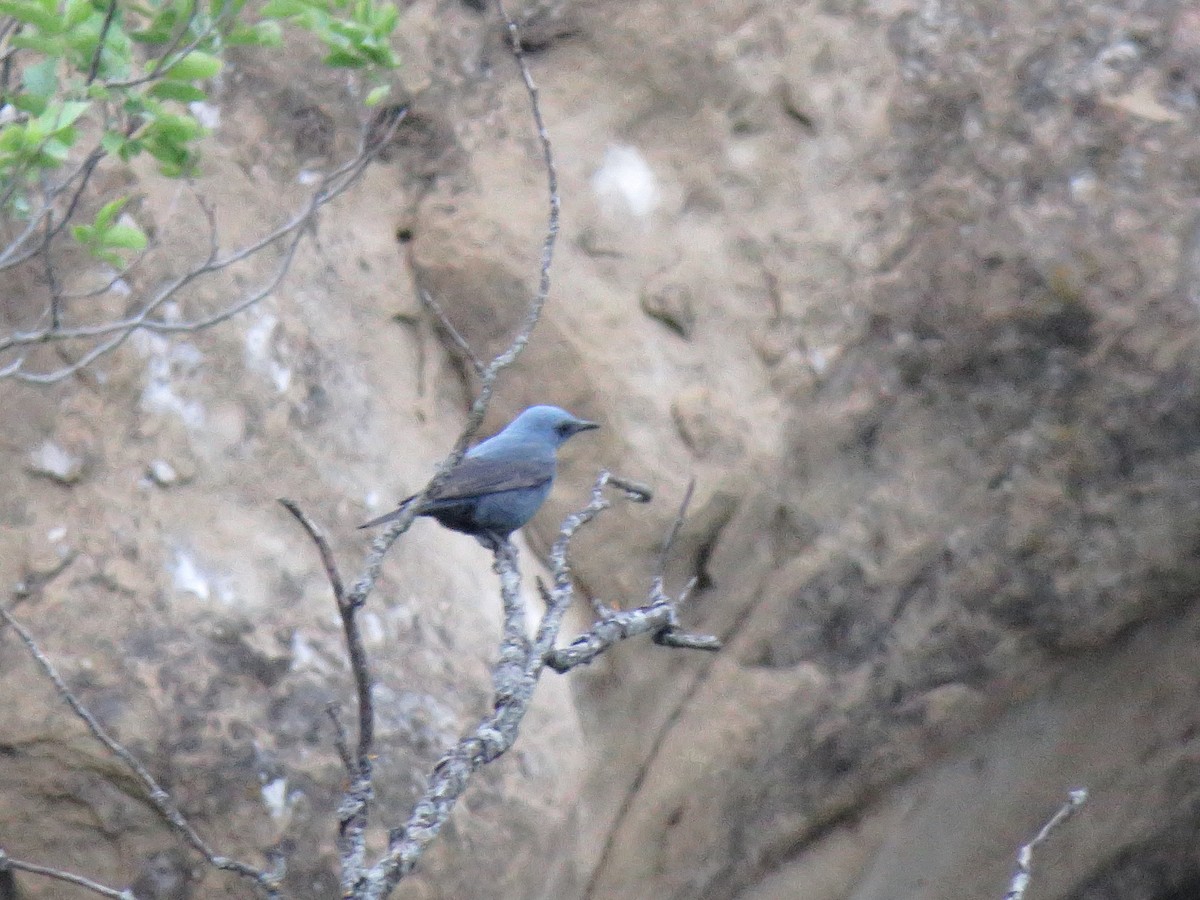 Blue Rock-Thrush - ML99454301