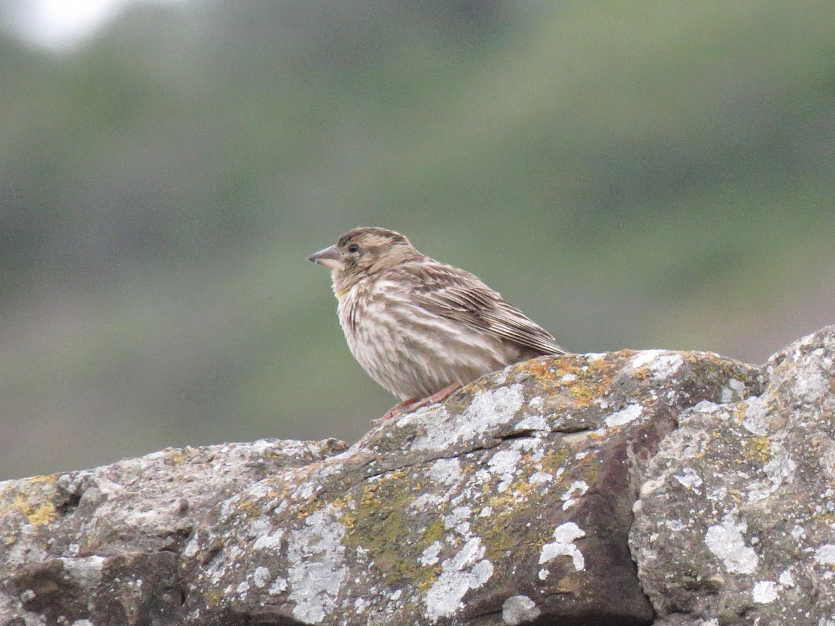 Rock Sparrow - ML99454531