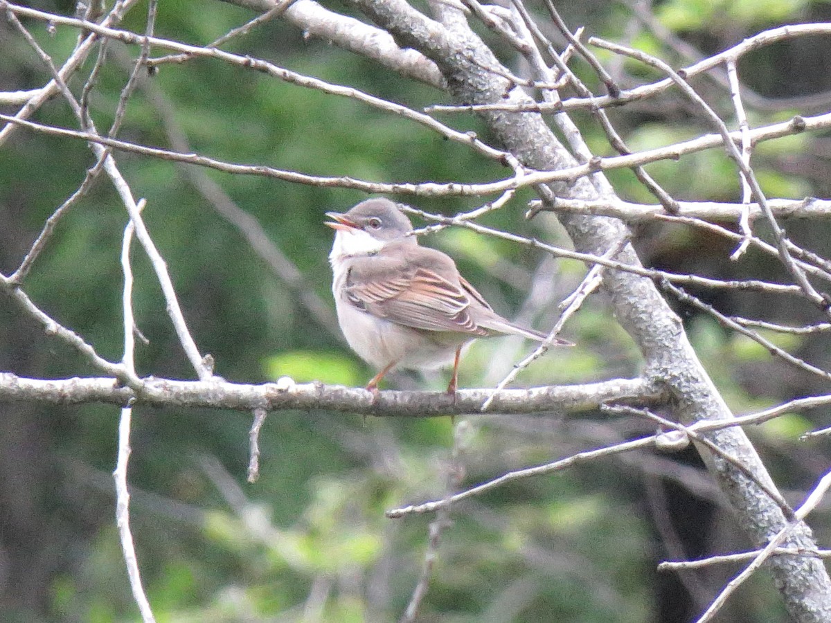 Greater Whitethroat - ML99455251