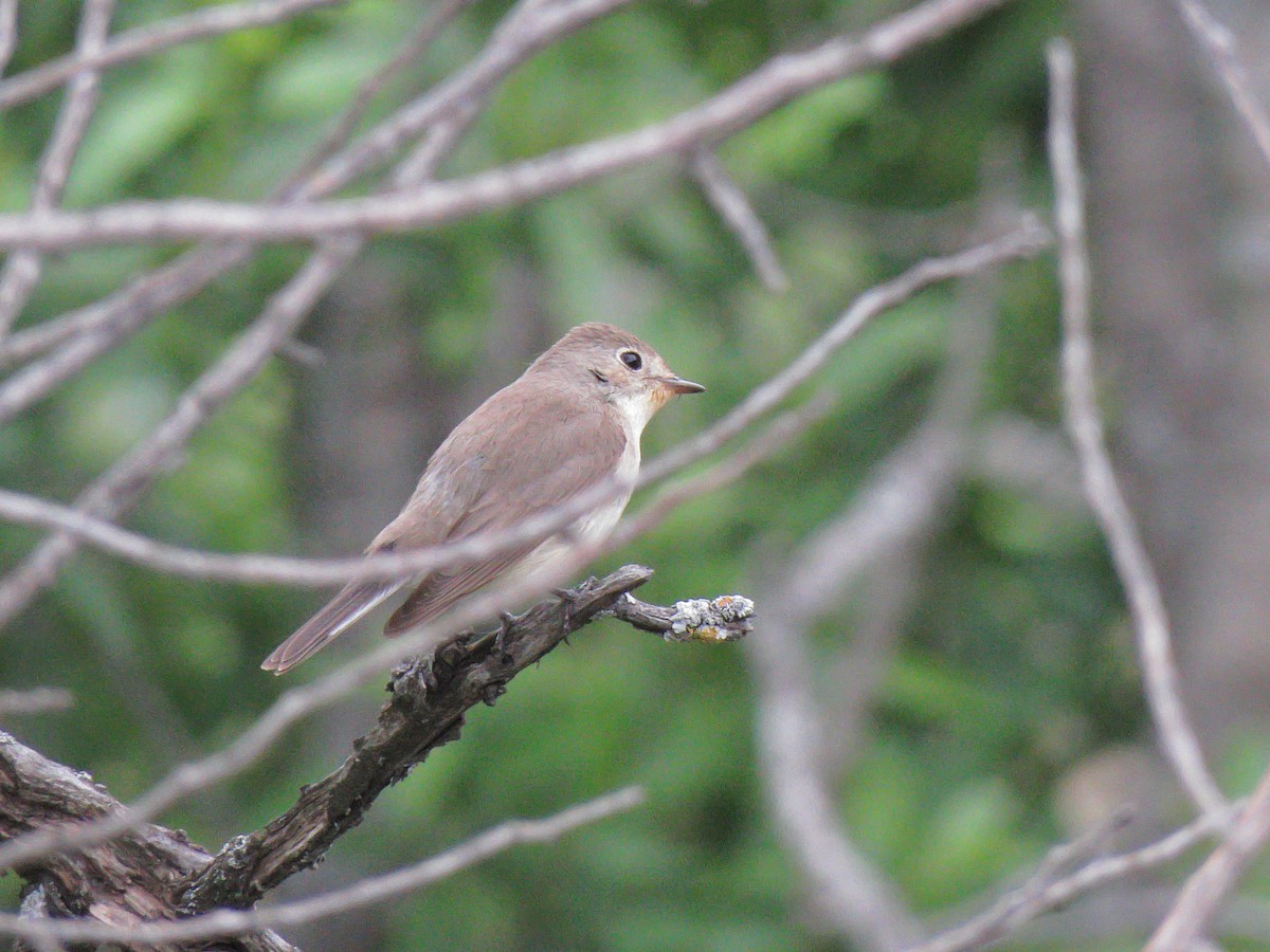 Red-breasted Flycatcher - ML99456611