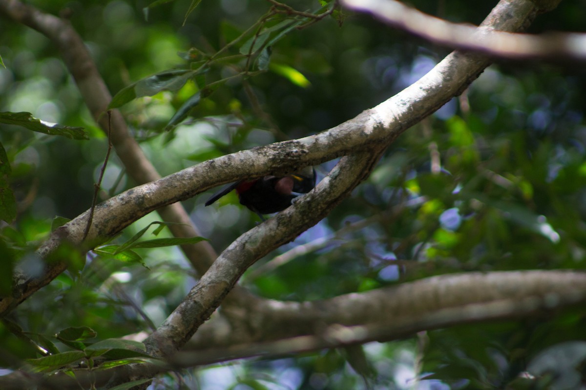 Yellow-eared Toucanet - ML99459181