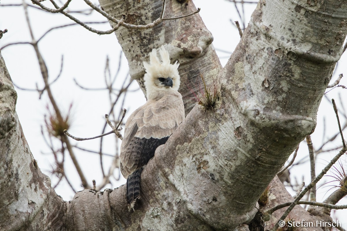 Harpy Eagle - ML99460021