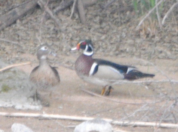 Wood Duck - ML99460501