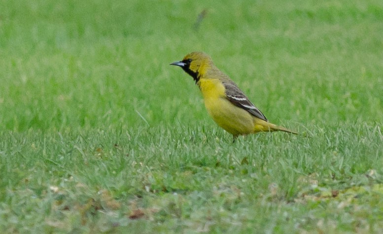 Orchard Oriole - ML99460711