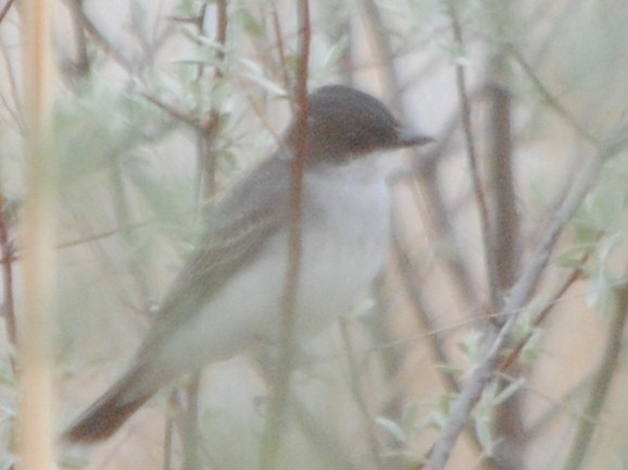 Eastern Kingbird - ML99461351