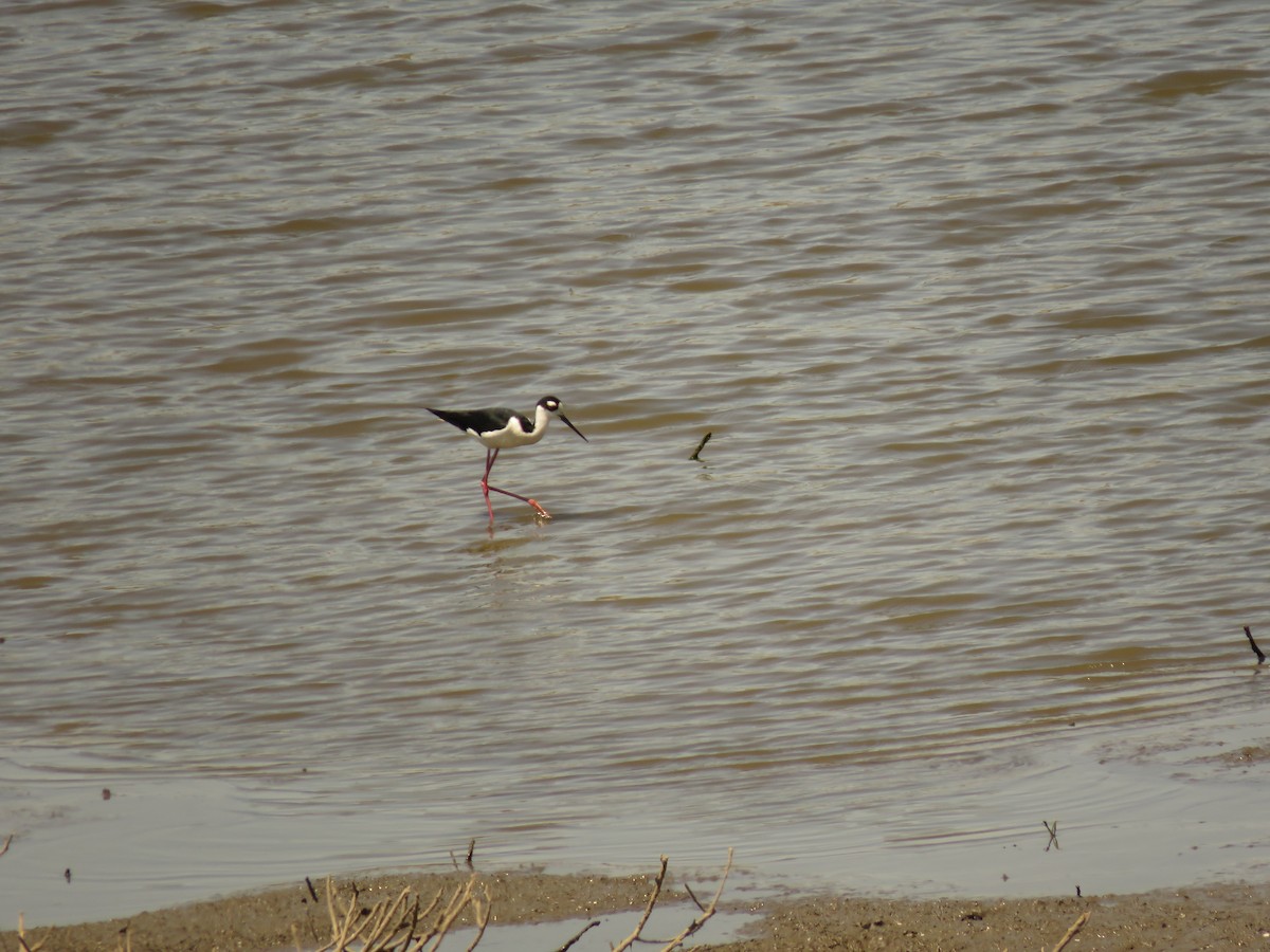 Black-necked Stilt - ML99462171