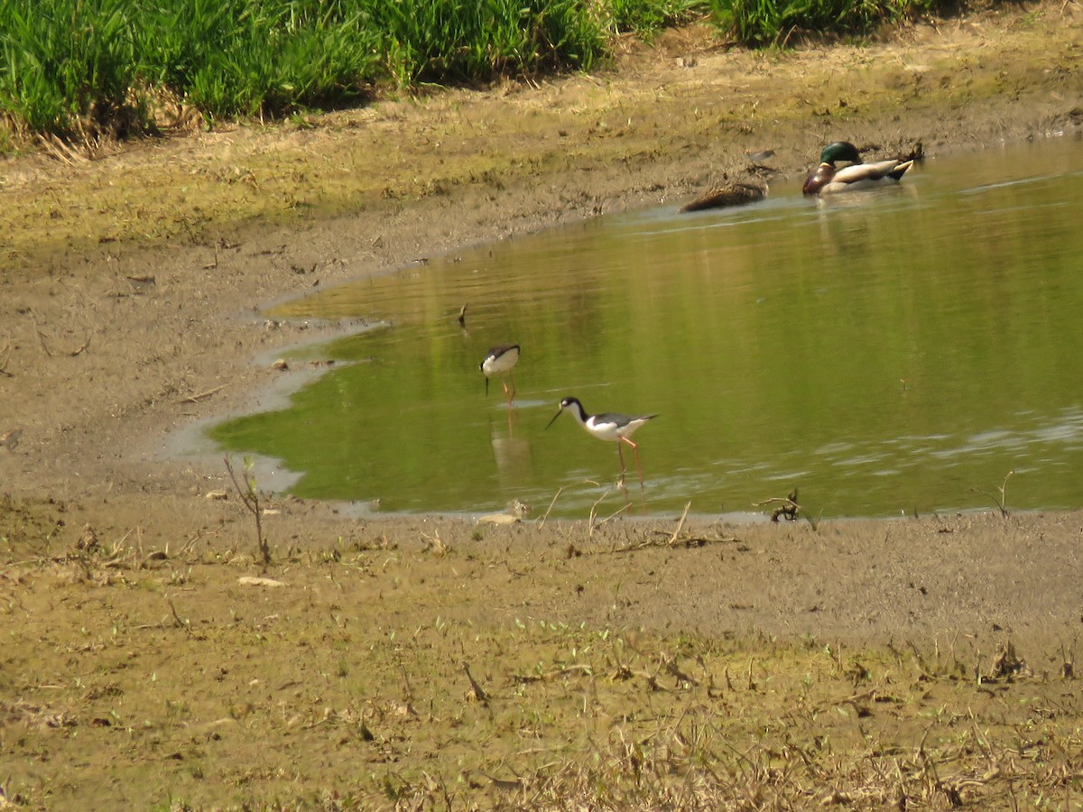 Black-necked Stilt - ML99462191