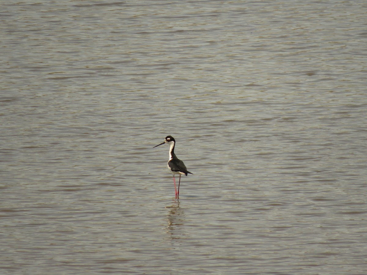 Black-necked Stilt - Cole DiFabio