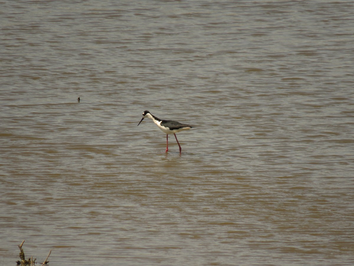 Cigüeñuela Cuellinegra - ML99462211