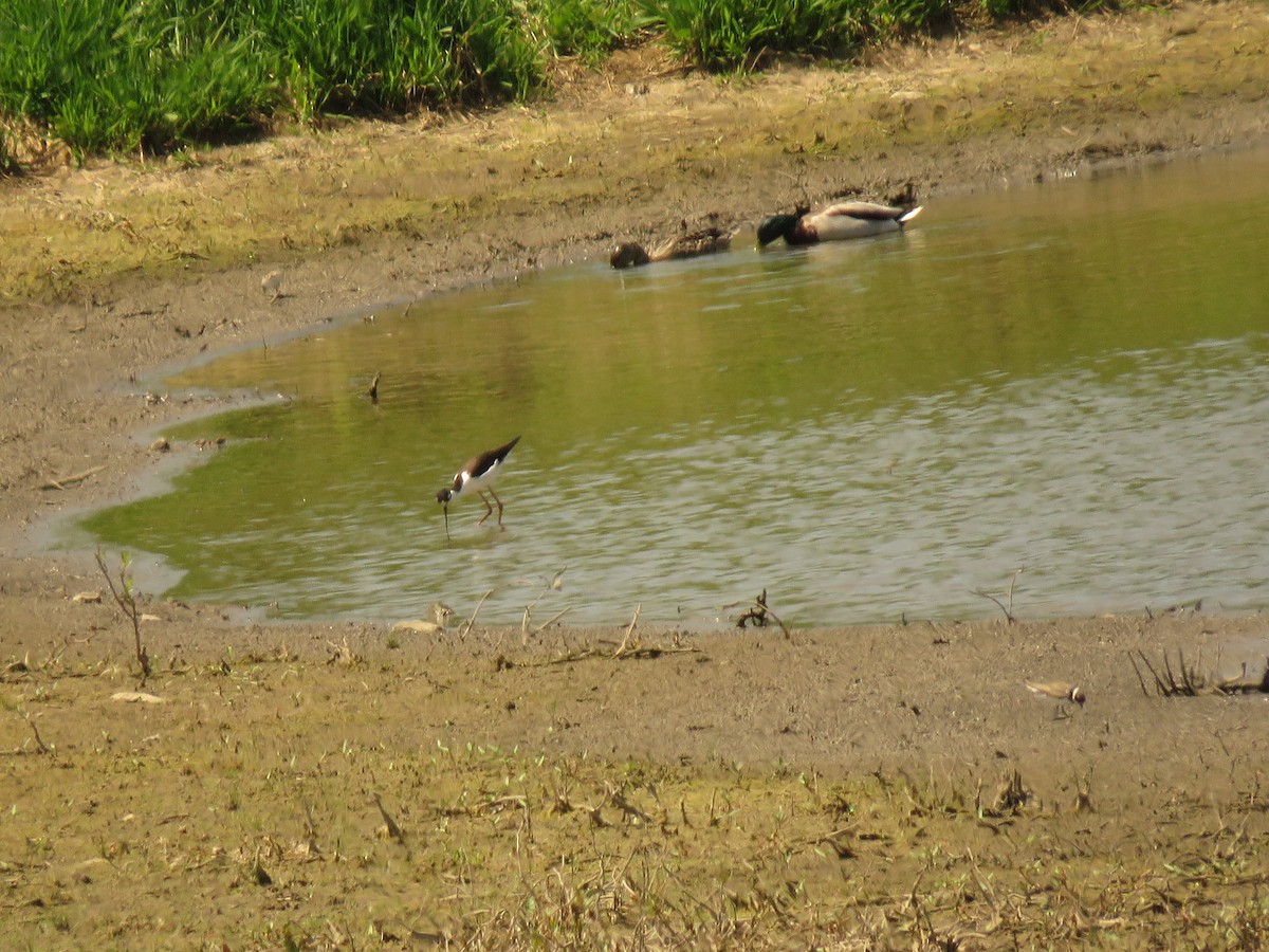 Schwarznacken-Stelzenläufer - ML99462501