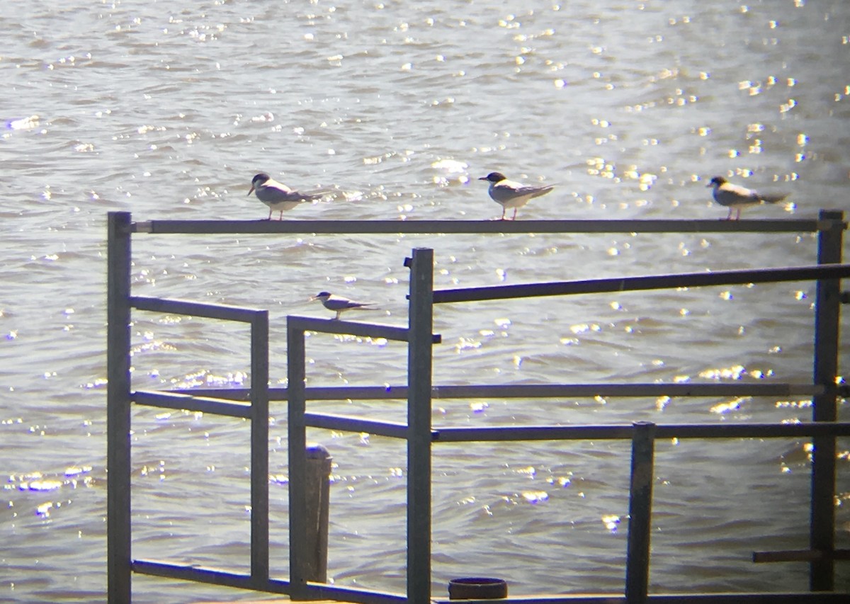 Least Tern - ML99464061