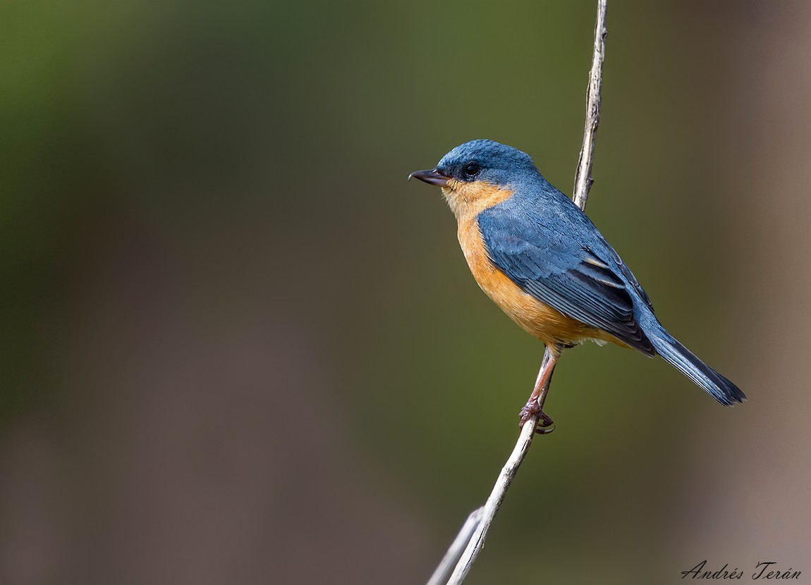 Rusty Flowerpiercer - ML99466081