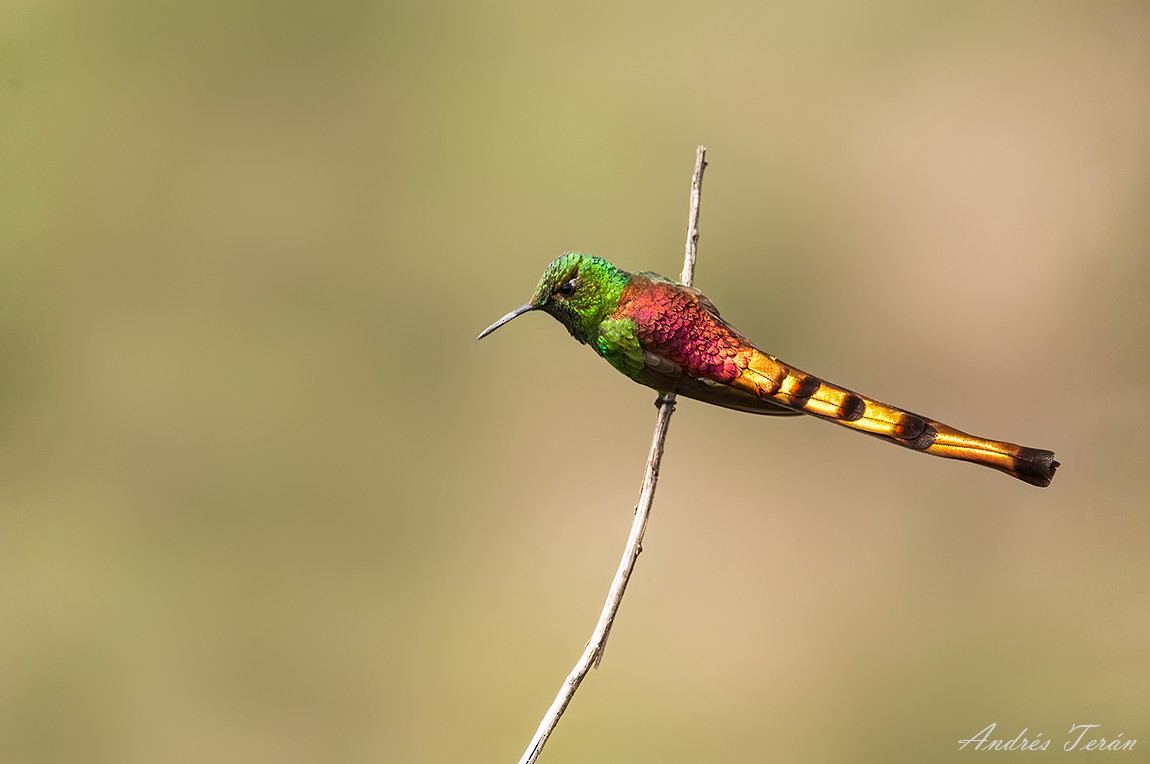 Red-tailed Comet - ML99467251