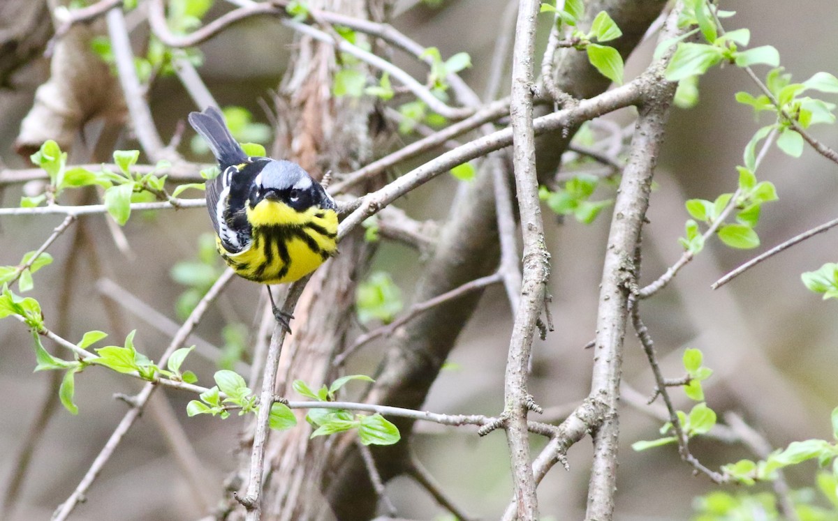 Magnolia Warbler - ML99469001