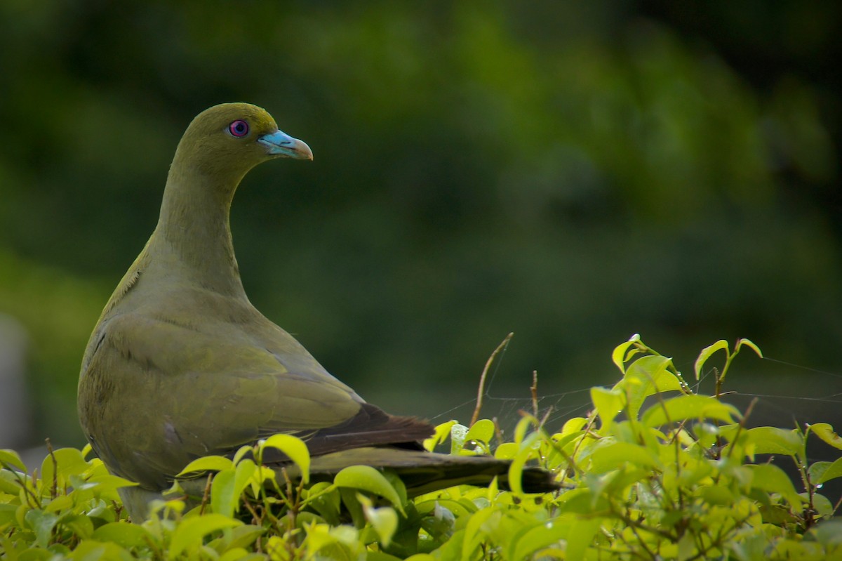Whistling Green-Pigeon - ML99469151