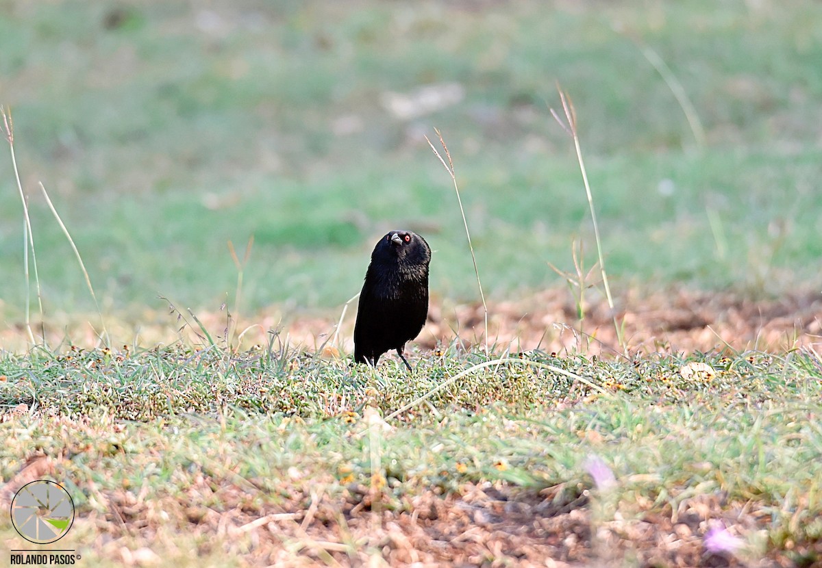 Bronzed Cowbird - ML99469201