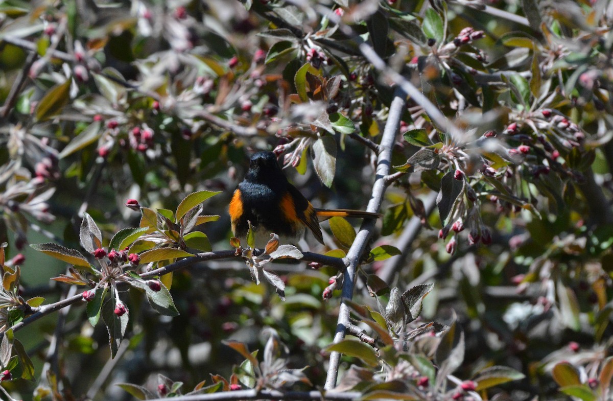 American Redstart - ML99469941