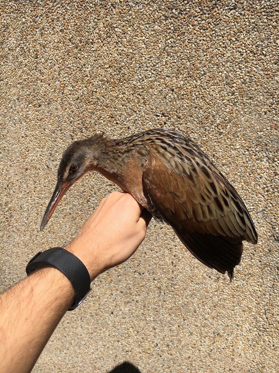 King Rail - ML99470801