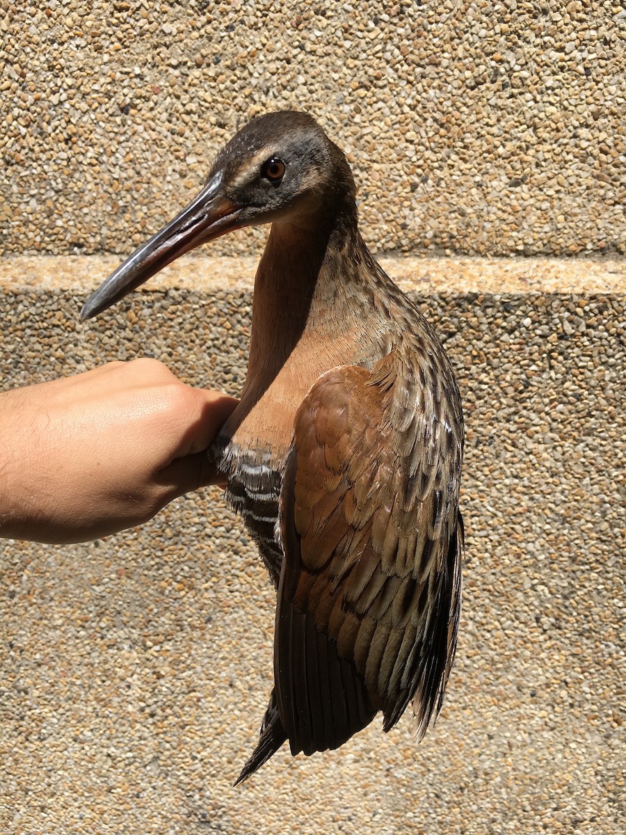 King Rail - ML99470811